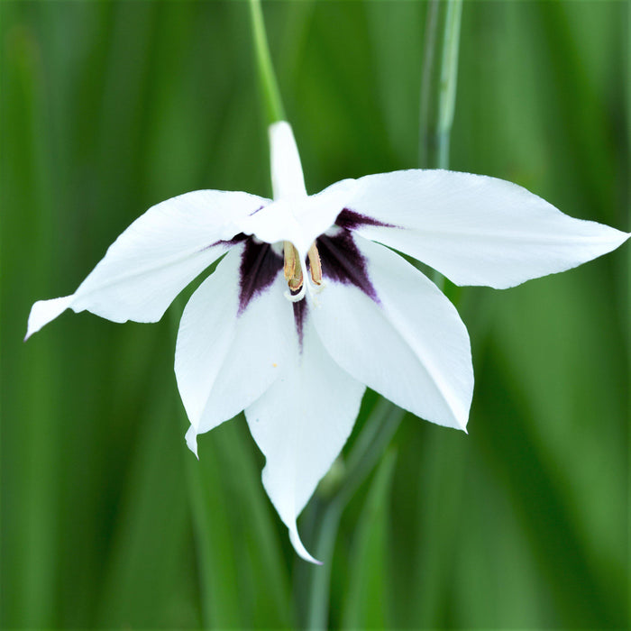 peacock orchid blooms
