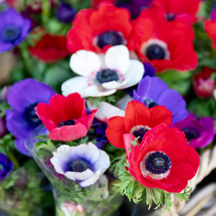 red, violet and white anemone flowers