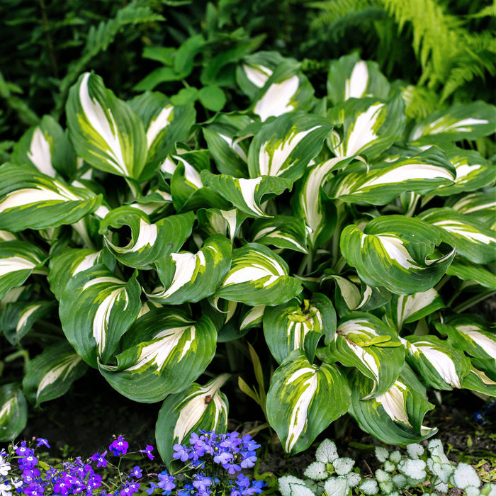 A Healthy Undulata Mediovarigata Hosta