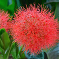 scarlet globe of flowering African Blood Lily