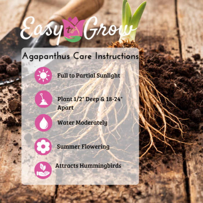 agapanthus care instructions