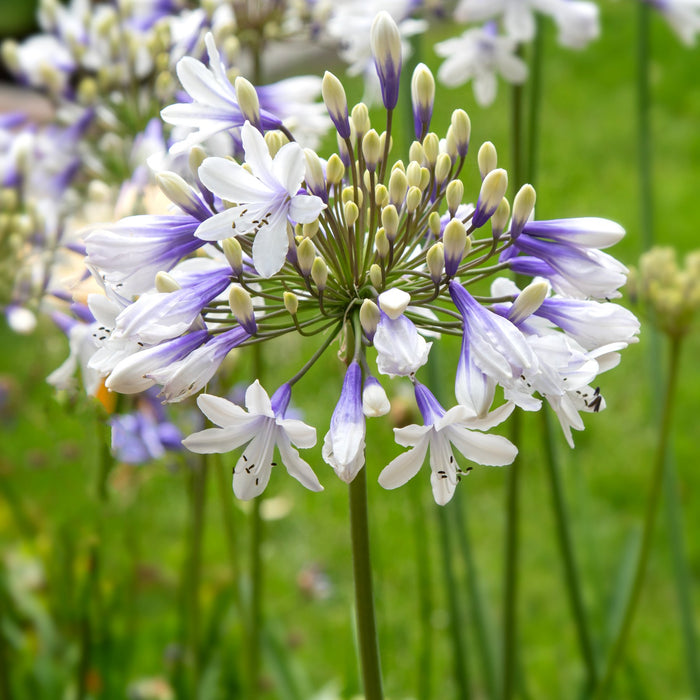 Agapanthus African Twister bicolor purple and white blooms