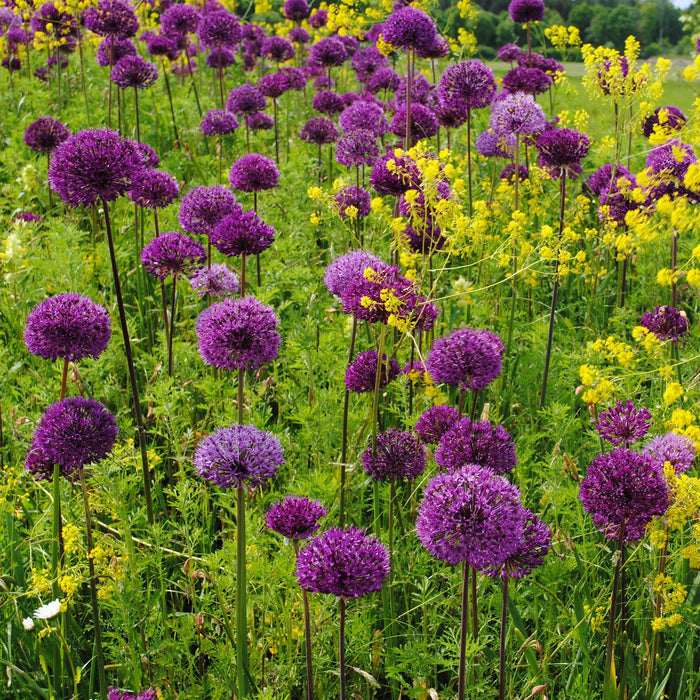 Tiny Purple Flowers in  a Globe Shape