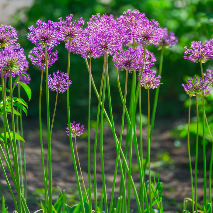 Pretty Purple Globe Shaped Allium Flowers