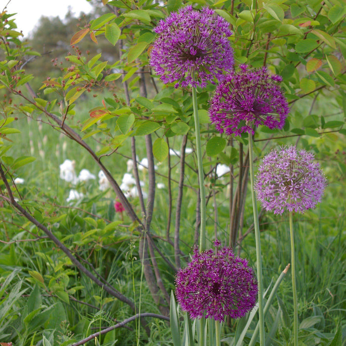 Globe Shaped Allium Purple Sensation
