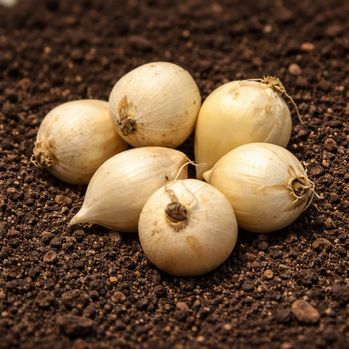Allium Moly bulbs