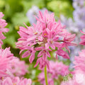 pink blooms of Allium Oreophilum