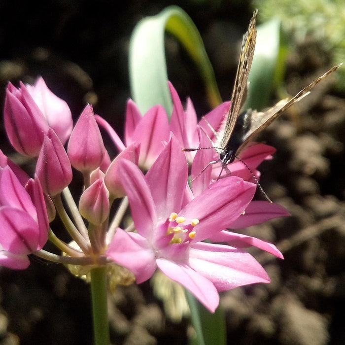 Pollinator Friendly Allium