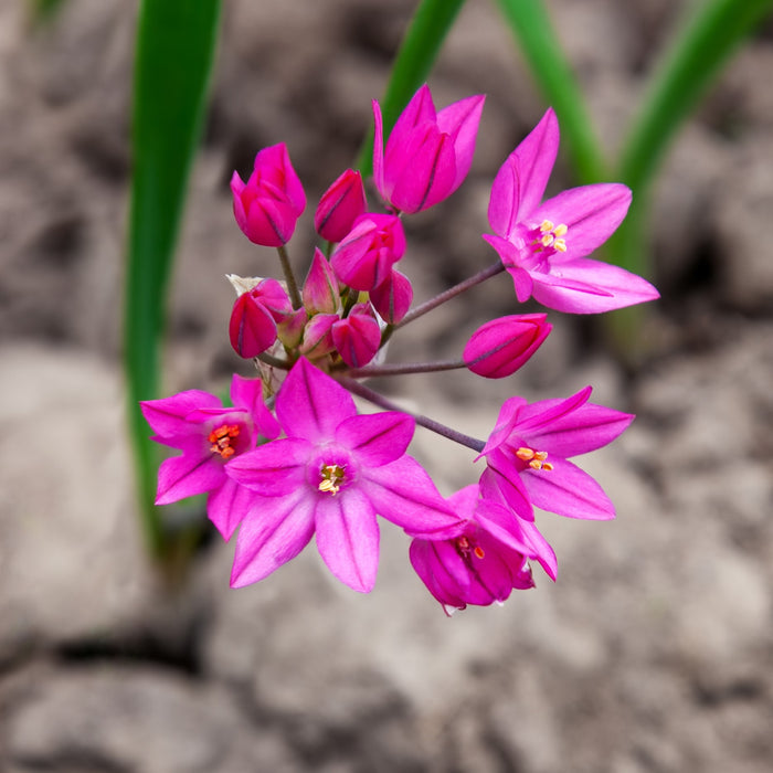 Magenta Pink Allium Oreophilum