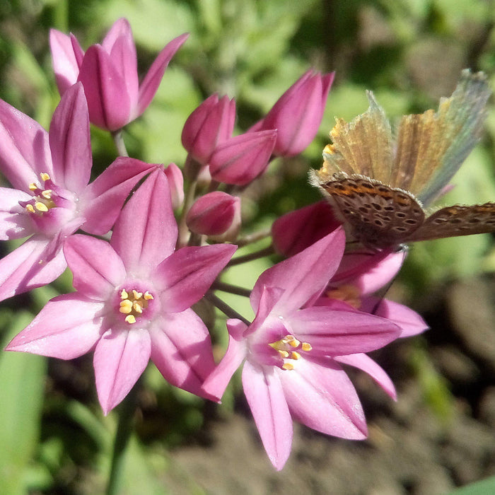 Pink Allium Flowers