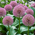 Allium blooms feature globes of red-maroon blooms