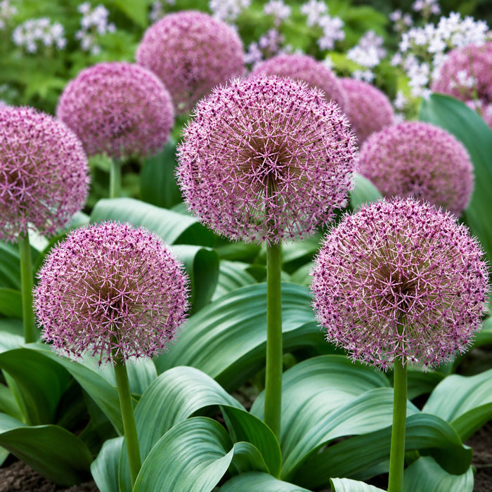 Allium blooms feature globes of red-maroon blooms