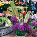 blooming allium and eremurus