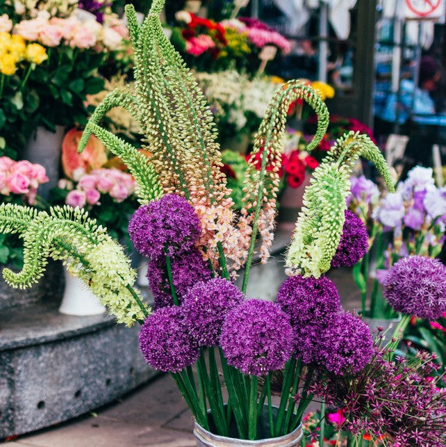 blooming allium and eremurus
