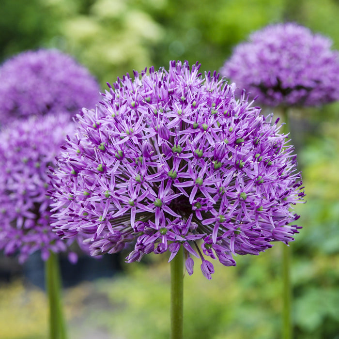 purple allium
