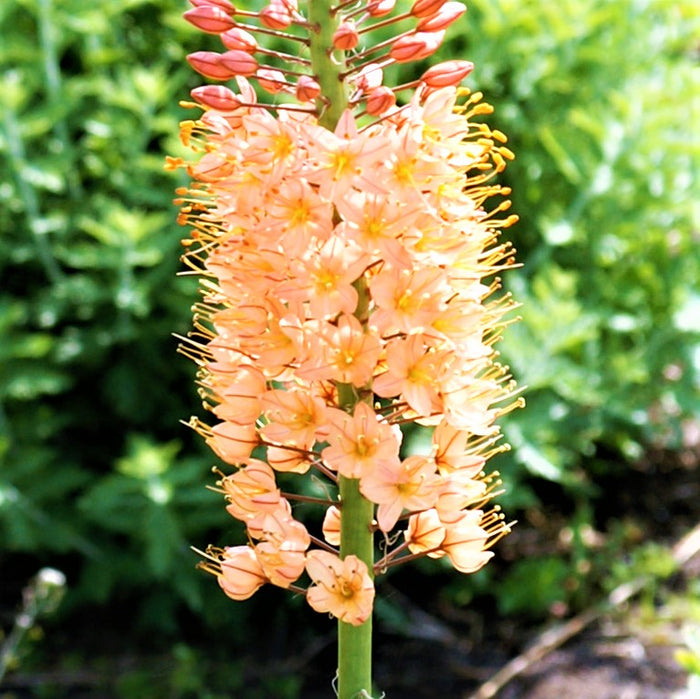 blooming eremurus