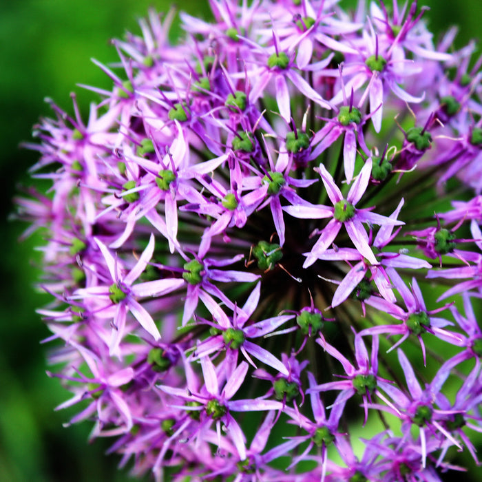 blooming purple allium