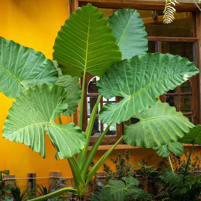 Giant Taro Alocasia macrorrhiza green leaves
