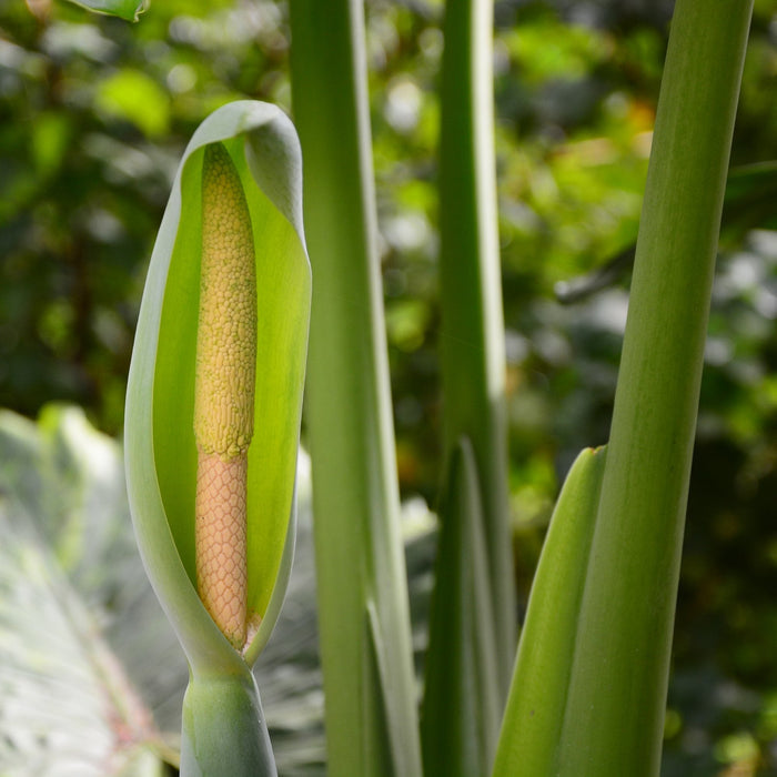 Alocasia odora flower