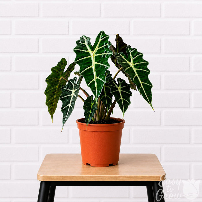 Alocasia Polly Potted Houseplant