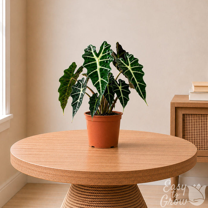 Alocasia Polly Potted Houseplant