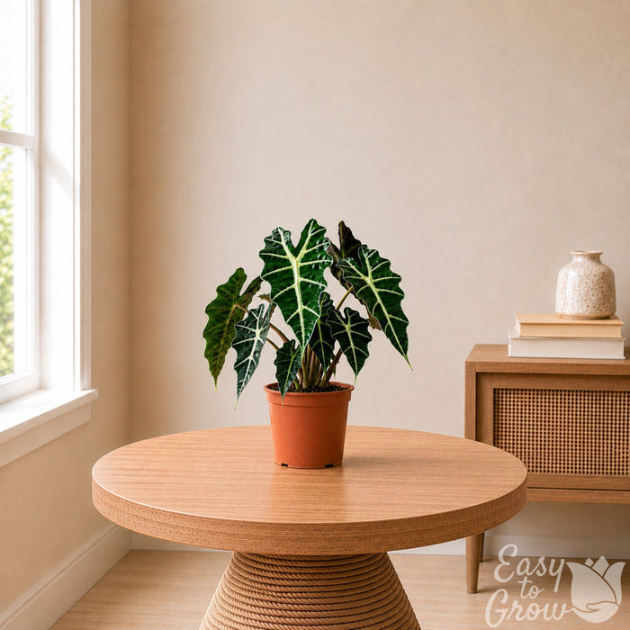 Alocasia Polly Potted Houseplant