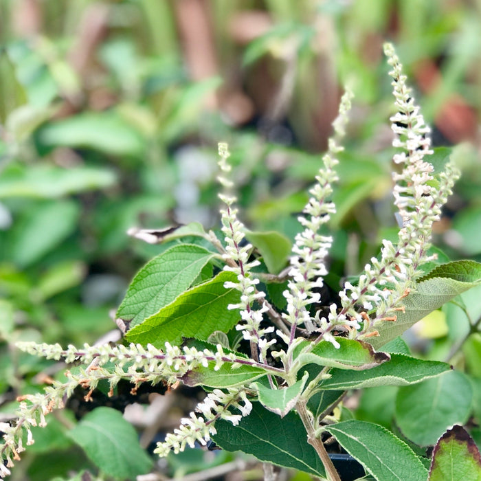 Sweet almond bush