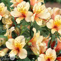 Close up of Alstroemeria Inca Apricot blooms in the garden