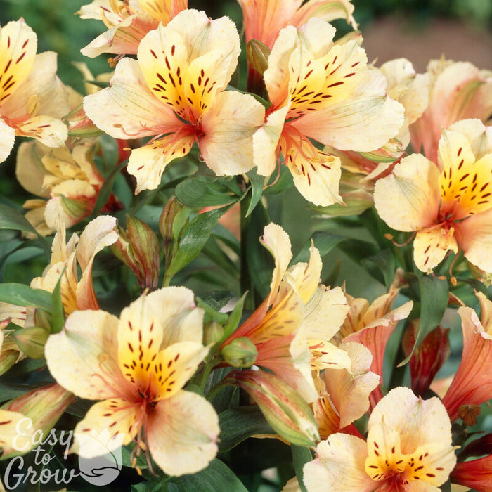 Close up of Alstroemeria Inca Apricot blooms in the garden