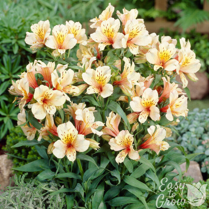 Alstroemeria Inca Apricot in bloom