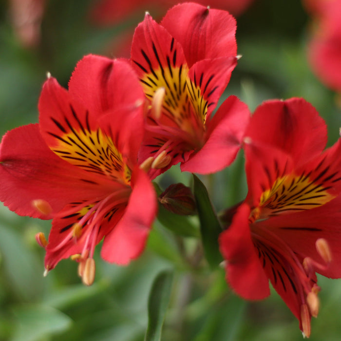 Alstroemeria Inca Fire red flower