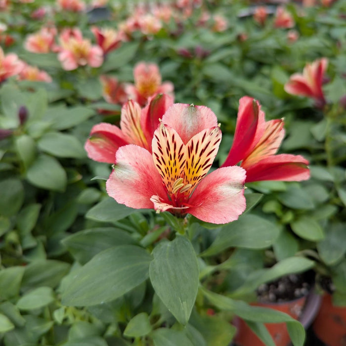 Alstroemeria Husky flower