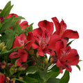 Alstroemeria - Inca Lolly 2 Pack