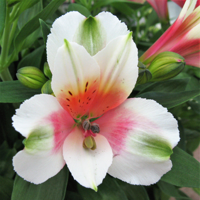 White & Salmon Princess Lily