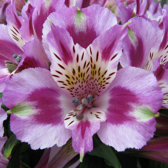 Purple Alstroemeria Mystic