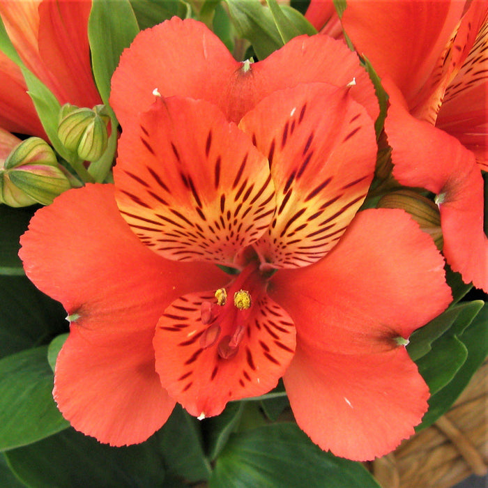 orange Alstroemeria Inca Reef