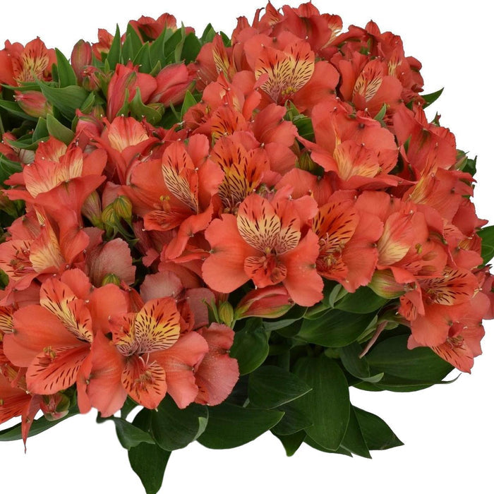 Alstroemeria - Inca Reef 2 Pack