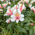 Alstroemeria Tirol blooms soft pink and white