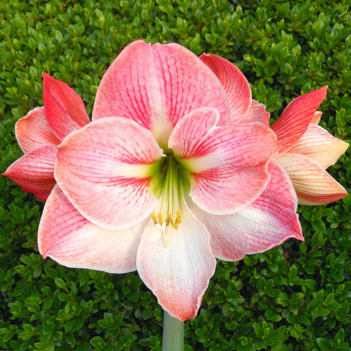 Amaryllis - Apple Blossom 5 Pack