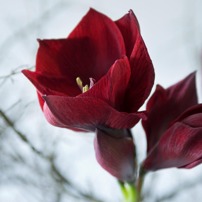 Amaryllis Benfica Opening