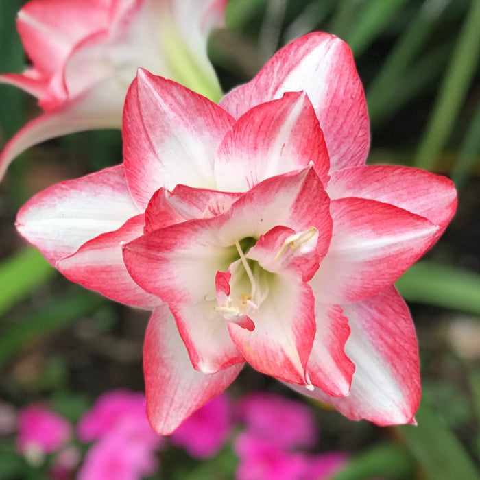 Amaryllis - Blossom Peacock 5 Pack