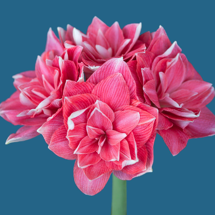 Amaryllis Double Dream Flowers