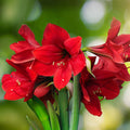 Bright Red Amaryllis Ferrari Blooms