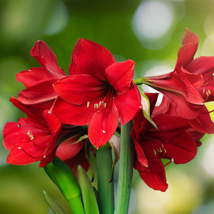 Bright Red Amaryllis Ferrari Blooms