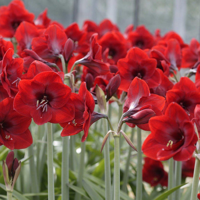 A Sea of Red Amaryllis Flowers