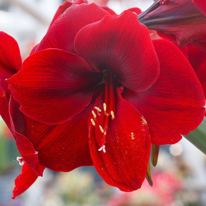 Amaryllis Ferrari