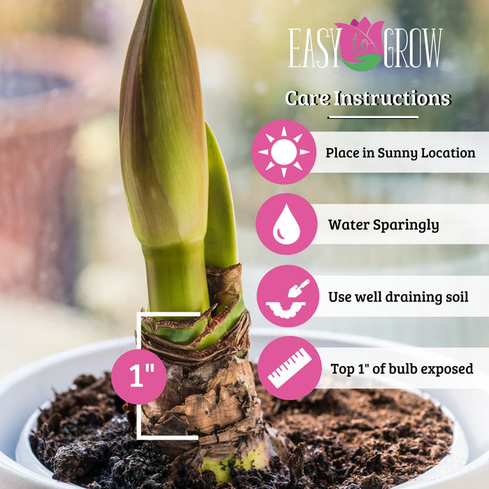Amaryllis Care Instructions