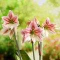 Amaryllis Glee blooming