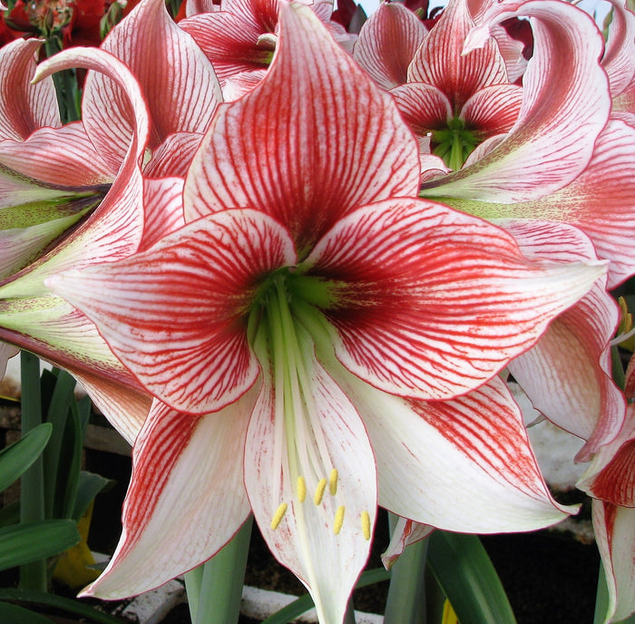 Amaryllis - Glee 5 Pack
