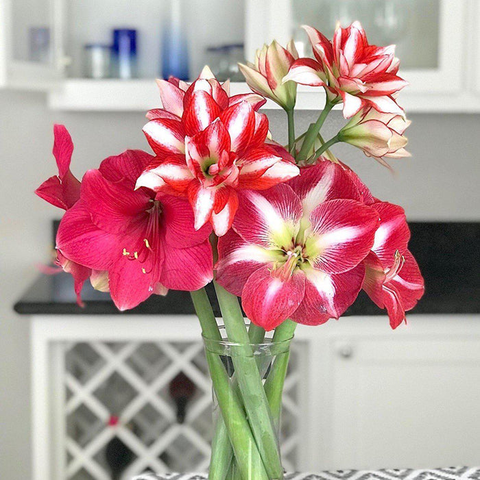 Mixed Color Cut Amaryllis Bouquet